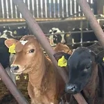 Tosside Fold Farm